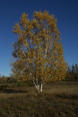 Betula