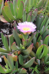 Carpobrotus mellei