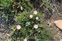 Carpobrotus mellei