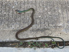 Drymobius margaritiferus