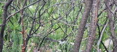 Knowltonia tenuifolia