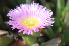 Carpobrotus mellei
