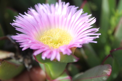 Carpobrotus mellei