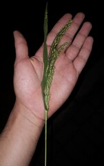 Panicum miliaceum