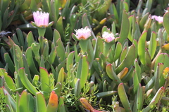 Carpobrotus mellei