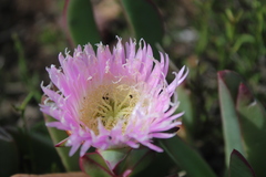 Carpobrotus mellei