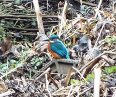 Alcedo atthis ispida