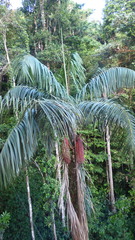 Oenocarpus