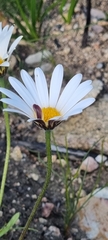 Dimorphotheca nudicaulis