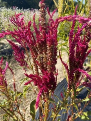 Celosia