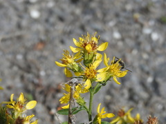 Solidago virgaurea