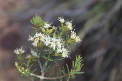 Agathosma foetidissima