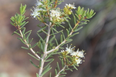 Agathosma foetidissima