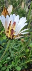 Dimorphotheca nudicaulis
