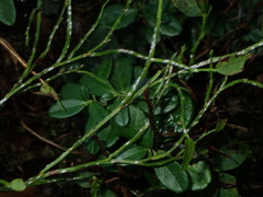 Chionaspis salicis