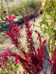 Celosia