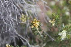 Agathosma foetidissima