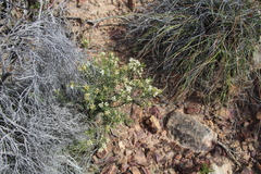 Agathosma foetidissima