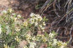 Agathosma foetidissima