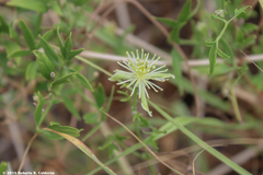 Clematis drummondii