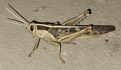Acanthacris