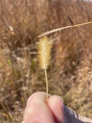 Setaria pumila