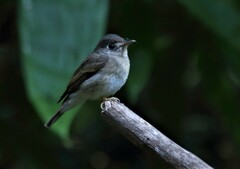 Muscicapa muttui