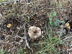 Cantharellus californicus