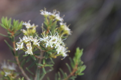 Agathosma foetidissima