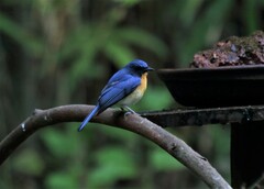 Cyornis tickelliae