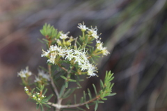 Agathosma foetidissima