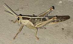 Acanthacris