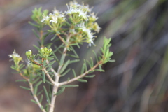 Agathosma foetidissima