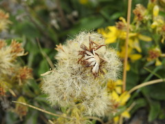 Solidago virgaurea
