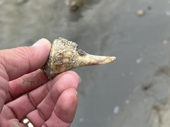 Sinistrofulgur pulleyi