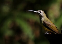 Arachnothera longirostra