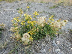 Solidago virgaurea