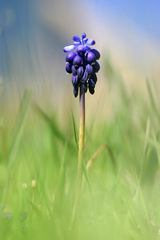Muscari neglectum