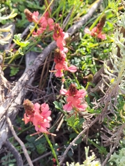 Indigofera capillaris