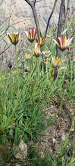 Dimorphotheca nudicaulis