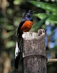 Copsychus malabaricus