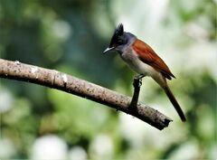 Terpsiphone paradisi