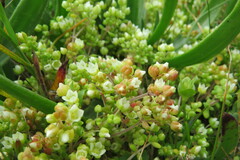 Crassula decumbens