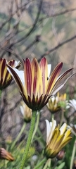 Dimorphotheca nudicaulis
