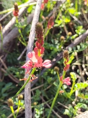 Indigofera capillaris