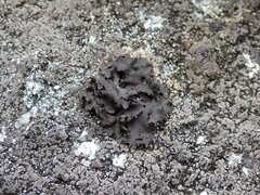 Umbilicaria polyphylla