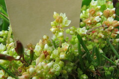 Crassula decumbens