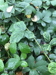 Rubus dasyphyllus
