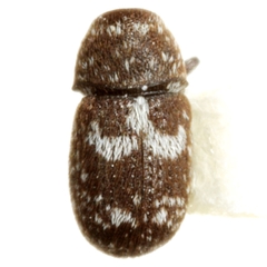 Ormiscus albofasciatus