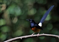 Copsychus malabaricus